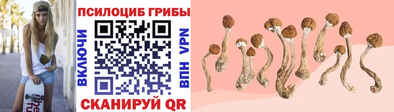 Псилоцибиновые грибы Cubensis  Купить где  Злынка 